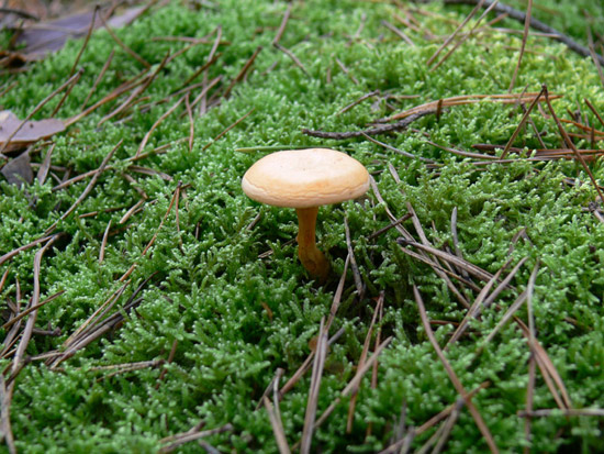 Pfifferlinge