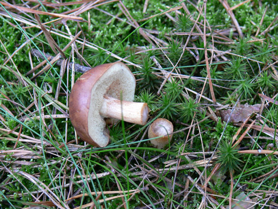 umgehauener Pilz